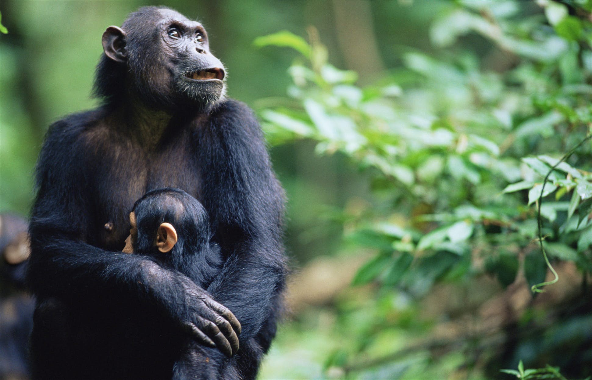 Gombe national park